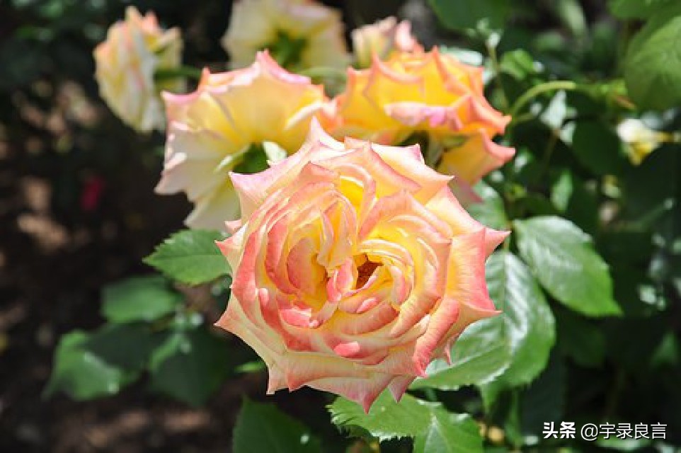 走心说说心情短语,年度热门说说句子简短霸气