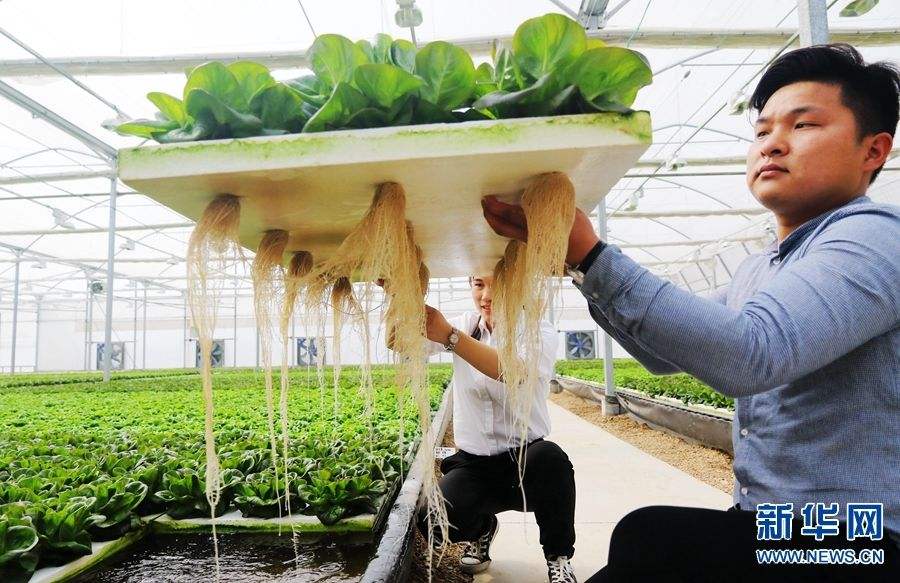 无土栽培用的营养液的成分,无土栽培营养液有什么