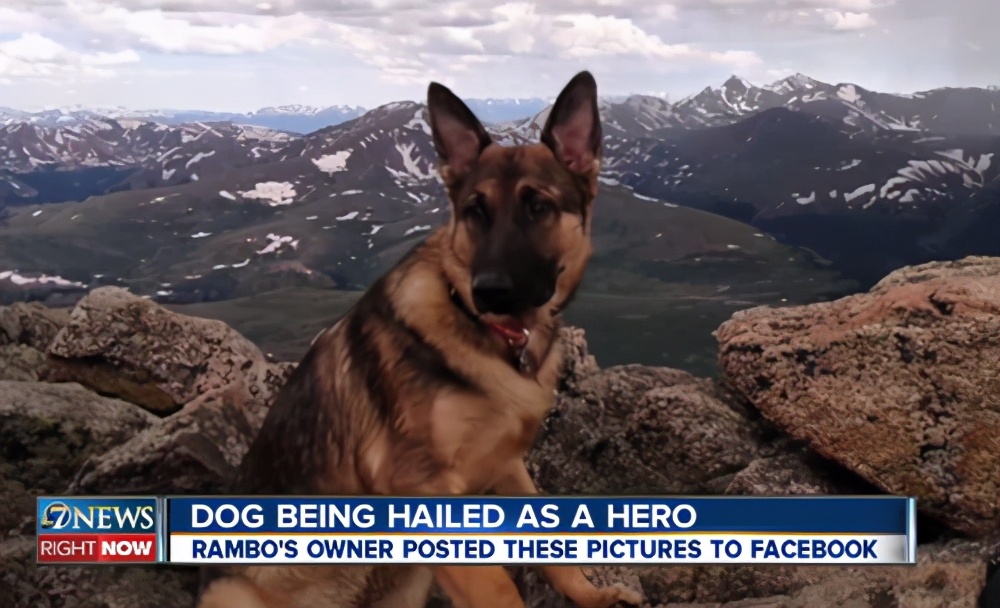 550只羊被雷劈死,500头羊被闪电劈死