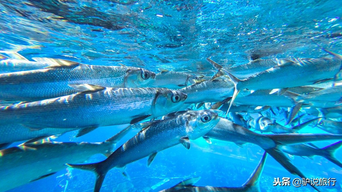 天房洲际与亚特兰蒂斯,天房洲际酒店和亚特兰蒂斯