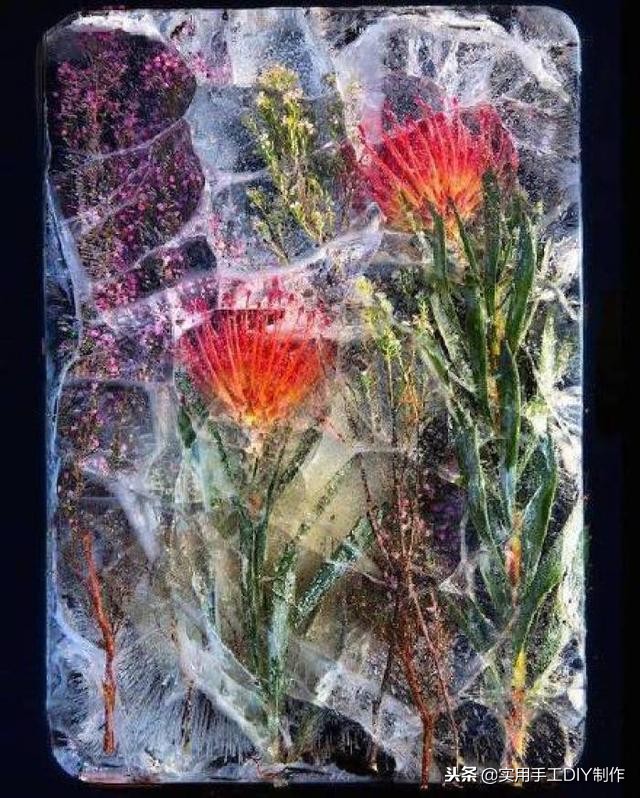 鲜花摄影作品欣赏,高清鲜花美图