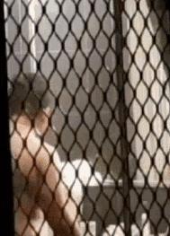 动物饲养人承担无过错责任,养宠物需要规避什么