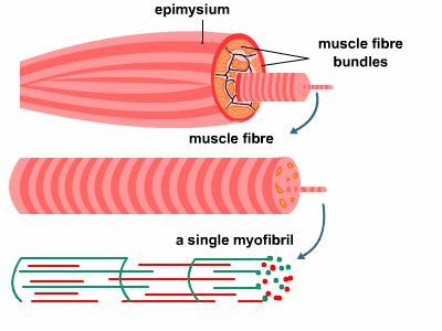 补剂科普肌酸,被严重低估的补剂肌酸