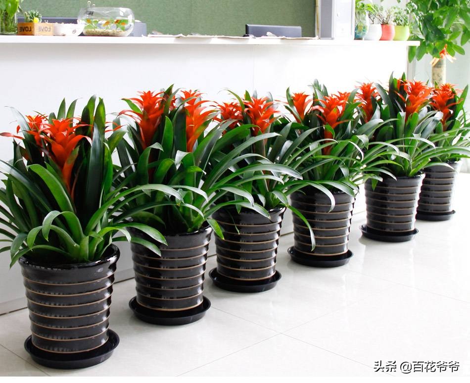 新家摆什么花或绿植好看吸甲醛,室内摆放什么花除甲醛最好