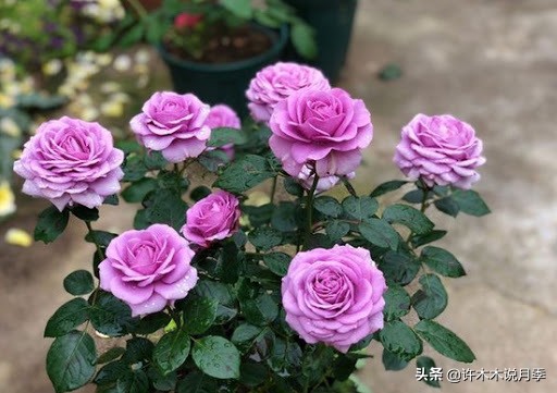 阳台最好养的月季品种推荐,四季开花最好养最好看的月季