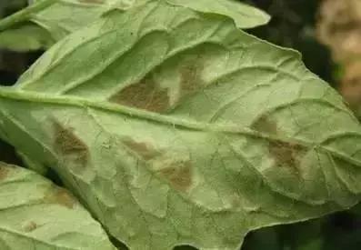 冬春大棚番茄病害怎么防治,番茄早春茬病虫害