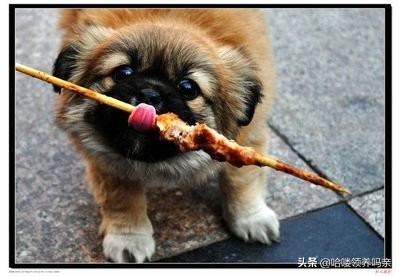 狗狗突然呕吐，背后的真相是什么？发现这几种情况，千万不能忽略