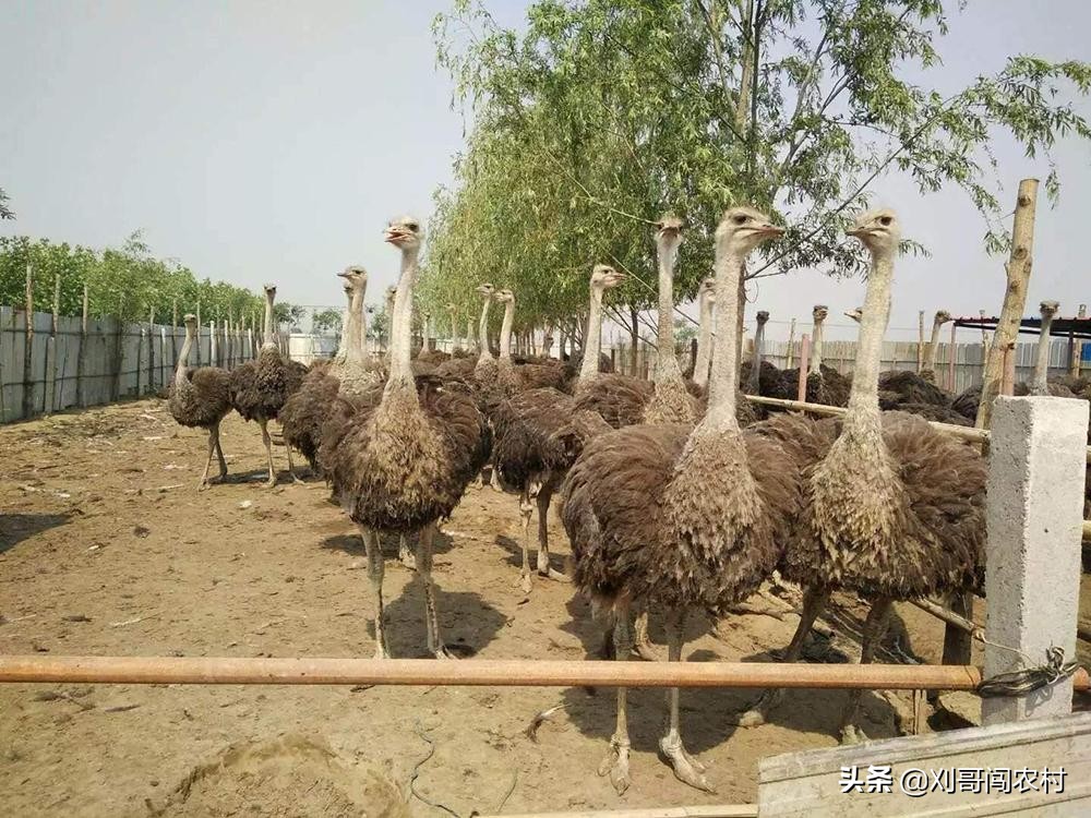 一个蛋卖几万,养殖户鸡蛋一斤赚多少钱