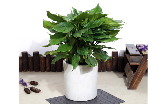 青叶万年青发黄烂根如何处理,青叶中华万年青移栽要注意事项