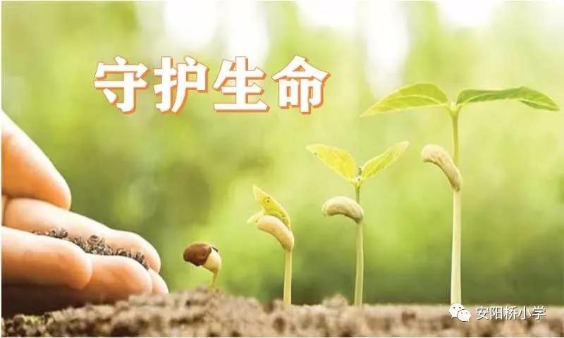 安阳桥小学：佳句越古今，往飞娃娃家