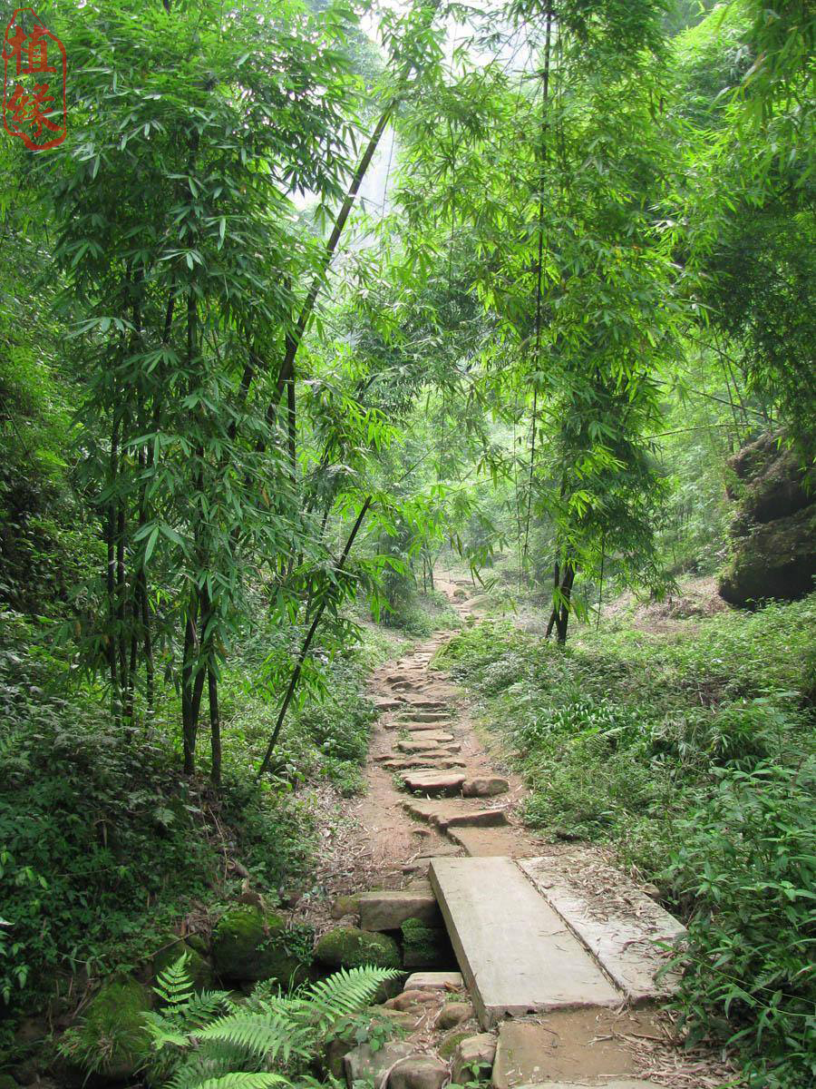 一片翠竹还是一丛翠竹,漫山遍野翠绿的竹海风景