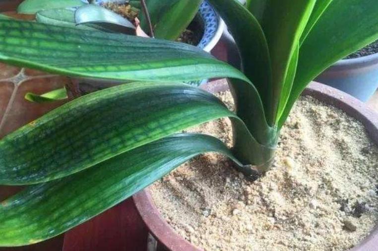 冬季室内养花小飞虫怎么消灭,养花虫子多怎么驱虫