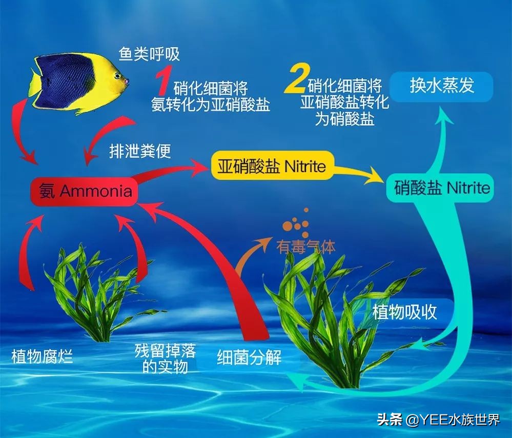 买硝化细菌是不是智商税,硝化细菌买液态的好还是买胶囊好