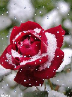 几十张绝美的图,绝美花的倒影100张图片