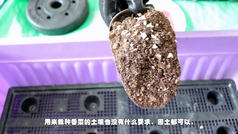 家庭盆栽香菜想要出芽率高，种子处理有技巧，种一盆够一家人吃