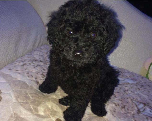 养泰迪不能吃的五大禁忌,养泰迪不给吃狗粮