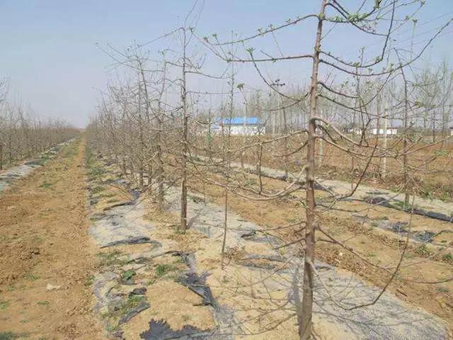 短枝富士苹果树冬季修剪技术,烟富3号苹果树修剪技术视频