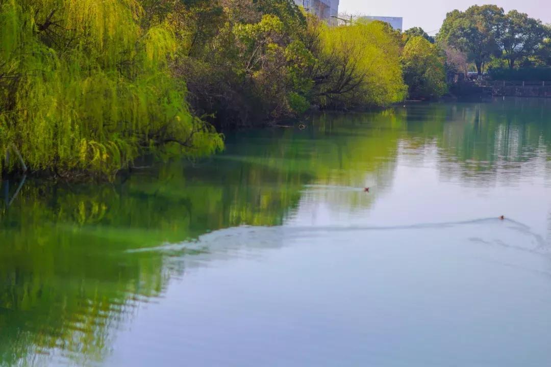 鑻忓窞澶у鏂囨瀛﹂櫌浠嬬粛,鑻忓窞澶у鏂囨瀛﹂櫌鍥剧墖