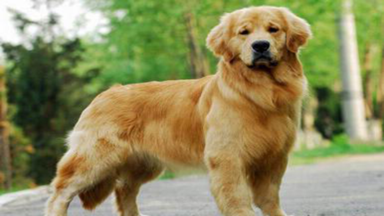 拥有这5个特征的狗狗很难养熟,拥有一只金毛犬是怎样的体验