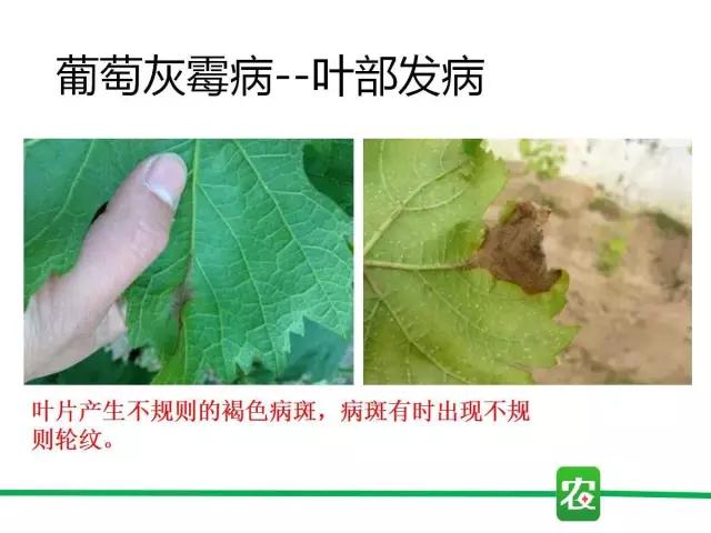 灰霉病视频图片,葡萄灰霉病和草莓灰霉病