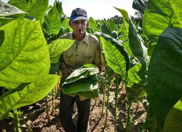 一个月不抽烟尼古丁会变没吗,一个月不吸烟算戒掉了吗