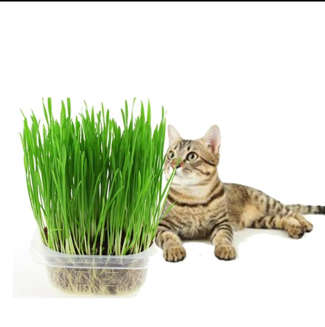 猫咪呕吐一般要怎么处理,猫咪呕吐严重怎么办