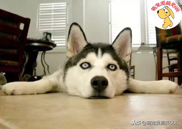 狗狗呕吐不良的表现和处理方法,狗狗呕吐的预兆