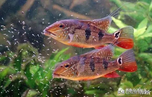 食土鲷一般多大尺寸,食土鲷哪个品种小一点