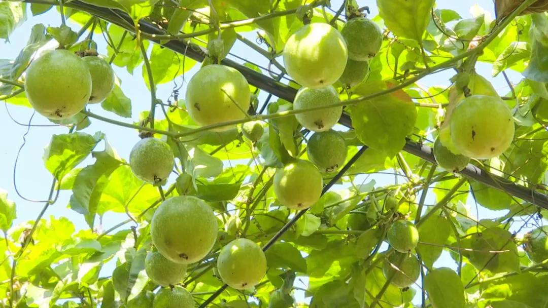 致富有道︱小小黄金百香果，托起乡村“致富梦”