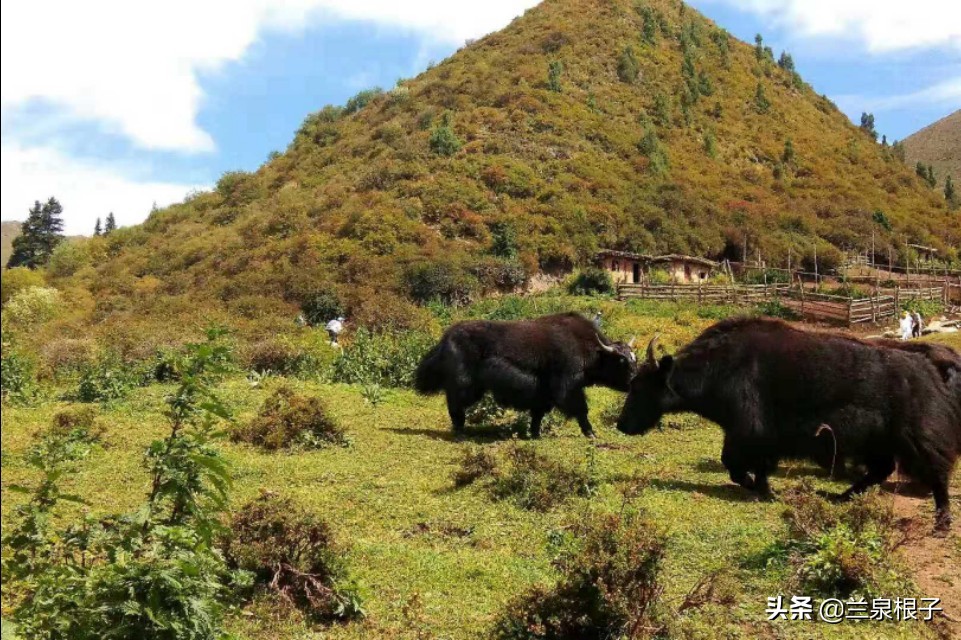 夏河县达尔宗湖景区电话,夏河县达尔宗湖游玩攻略