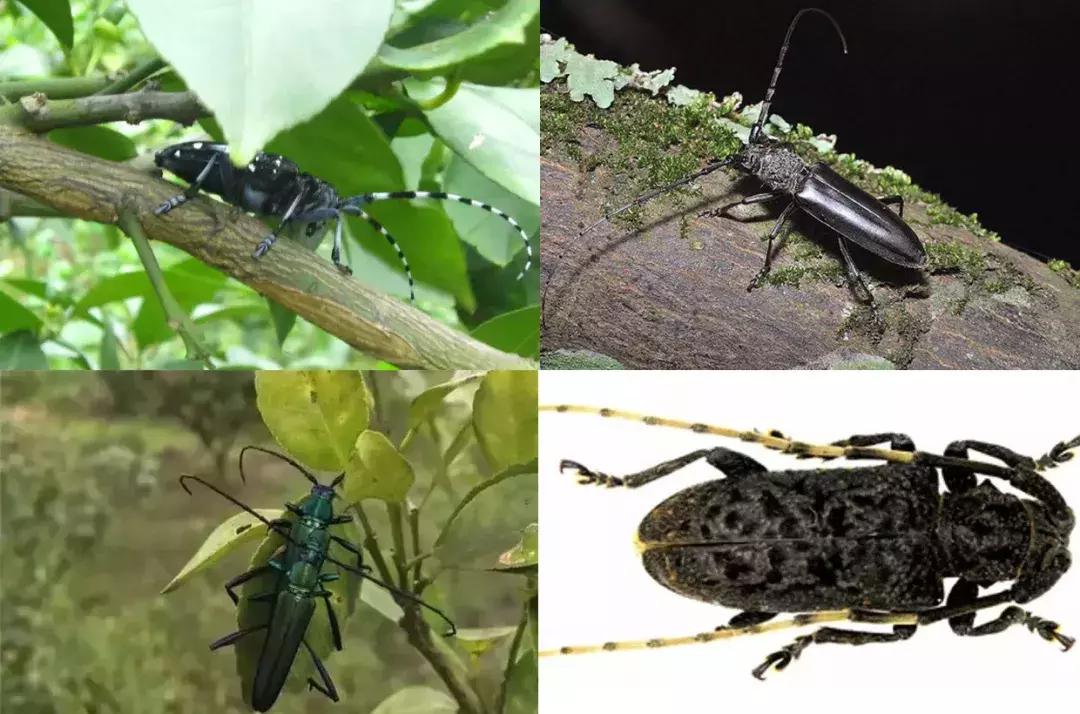 柑橘树的土壤里的虫用什么药,柑橘生长过程中主要有哪些病虫害