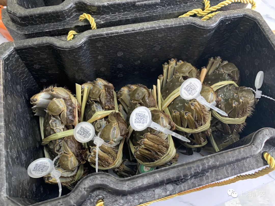 现在还能吃得到正宗的大闸蟹吗,又肥又大的大闸蟹