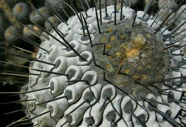 仙人球出现烂洞怎么处理,仙人球头顶上开始烂了怎么办