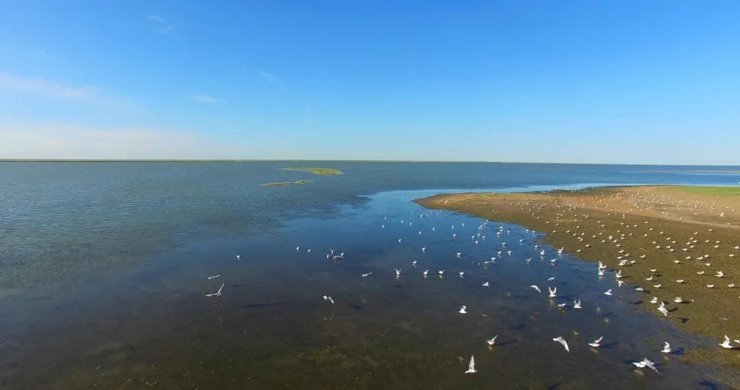 呼伦贝尔大草原天蓝草绿,呼伦贝尔蓝天白云牛羊成群