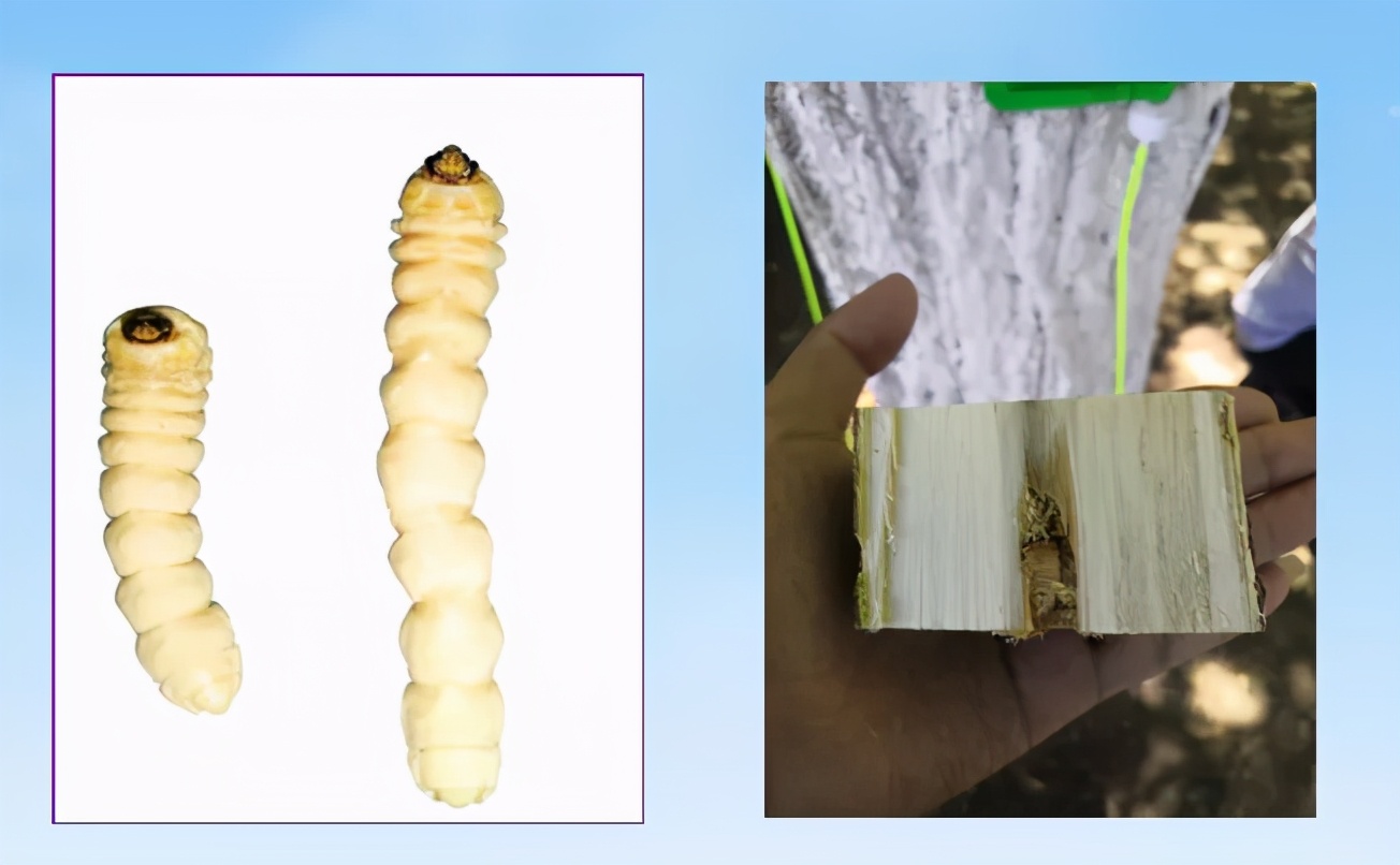 天牛基础知识,天牛简单总结