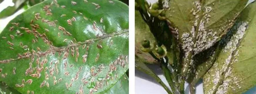 柑橘白色虫子怎么治疗,柑橘象鼻虫怎么彻底消灭