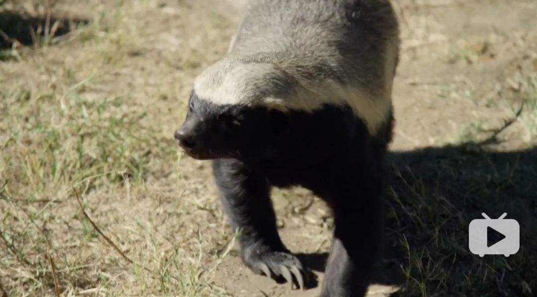 你们吃的野味蜜獾，居然是称霸非洲的平头哥