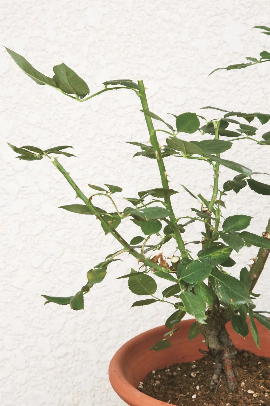 夏季月季怎么施肥,月季夏季要遮阳吗