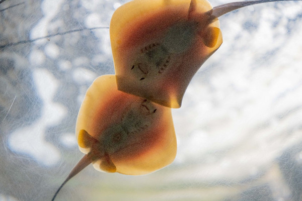 珠海长隆旅游攻略一天自由行,珠海长隆旅游攻略三天自由行