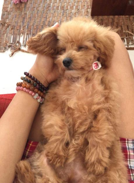 饲养泰迪犬记住7件事一生受益,养泰迪犬的6个变化你中了几个