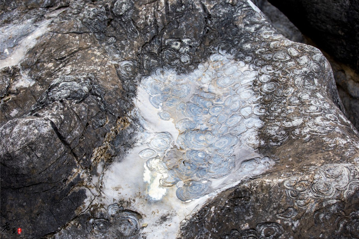 距离重庆主城5小时的边缘小城，鲜花怒放，更有奇妙文化待你赏析