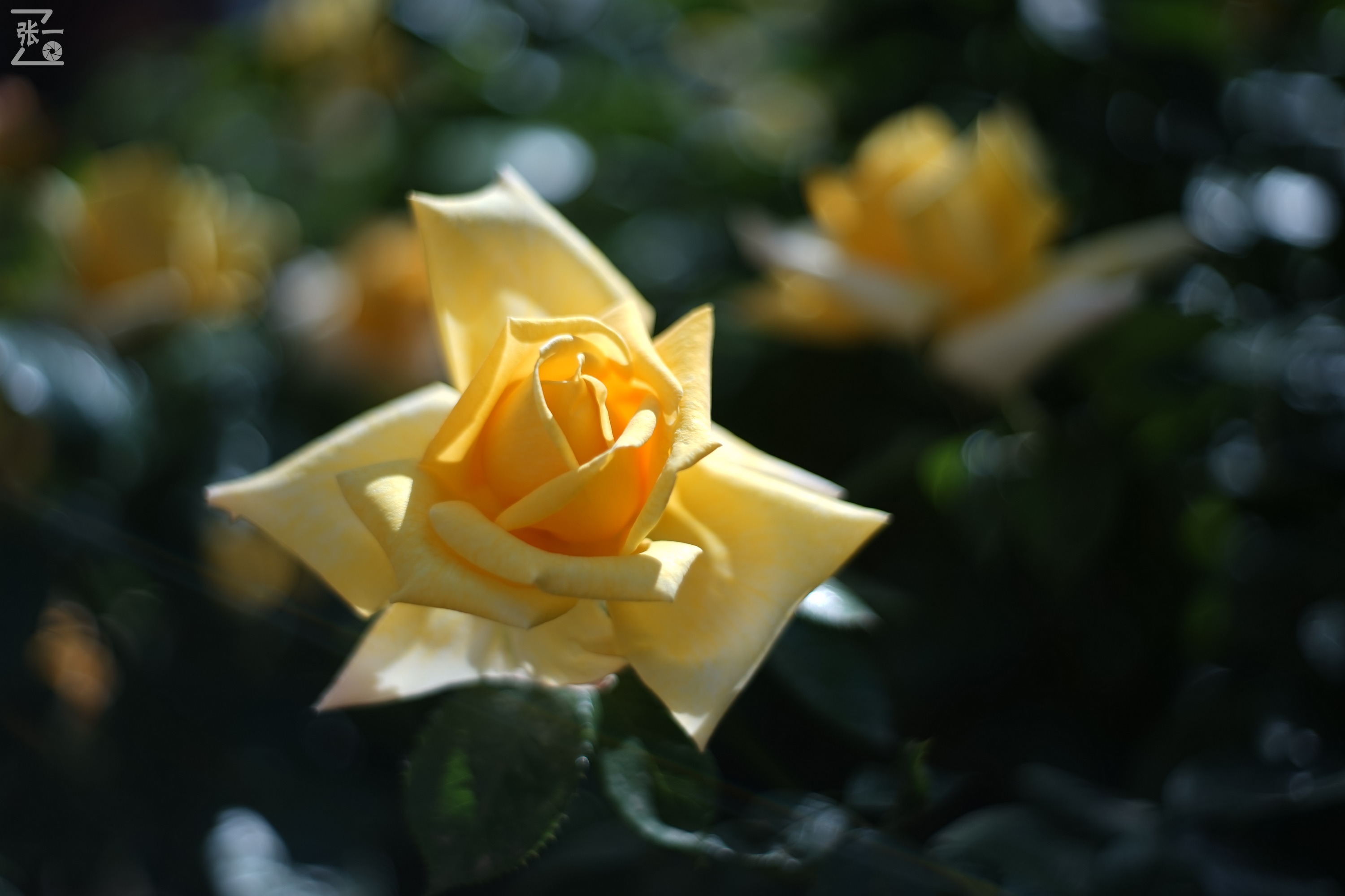 凤凰国产50mm镜头,凤凰索尼e口镜头