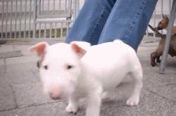 可爱呆萌的小奶狗视频,可爱可奶呆萌的小奶狗