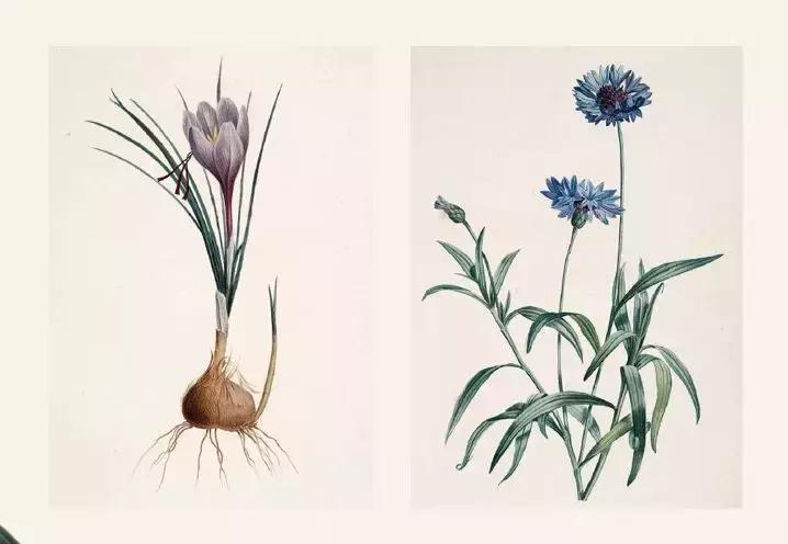 植物学第一次实验体会,植物学实践课