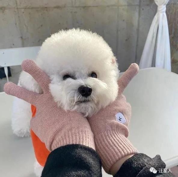 比熊有多萌,主人见到小点可爱比熊犬就想咬牙