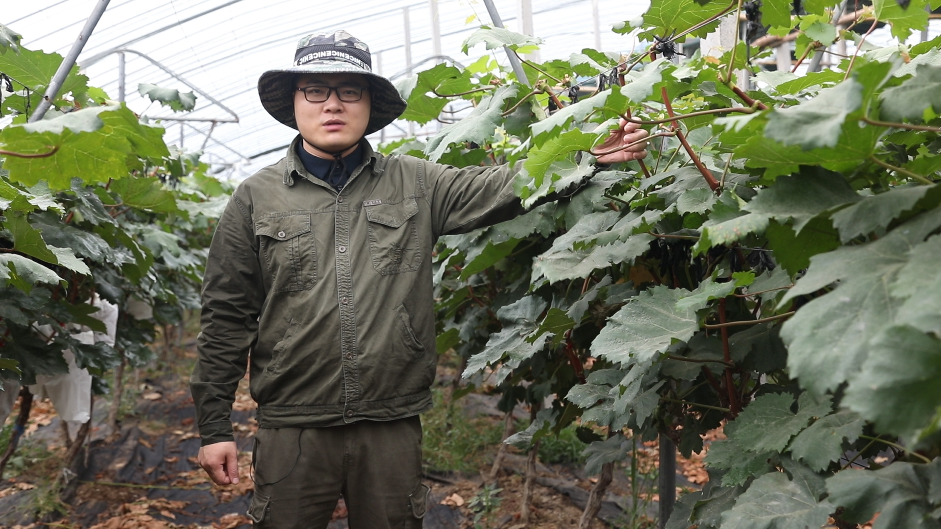 葡萄新梢叶柄发红怎么了,叶柄红色的葡萄