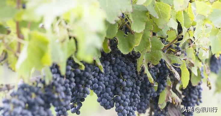 宁夏类人首葡萄酒怎么样,宁夏葡萄酒有几大产区