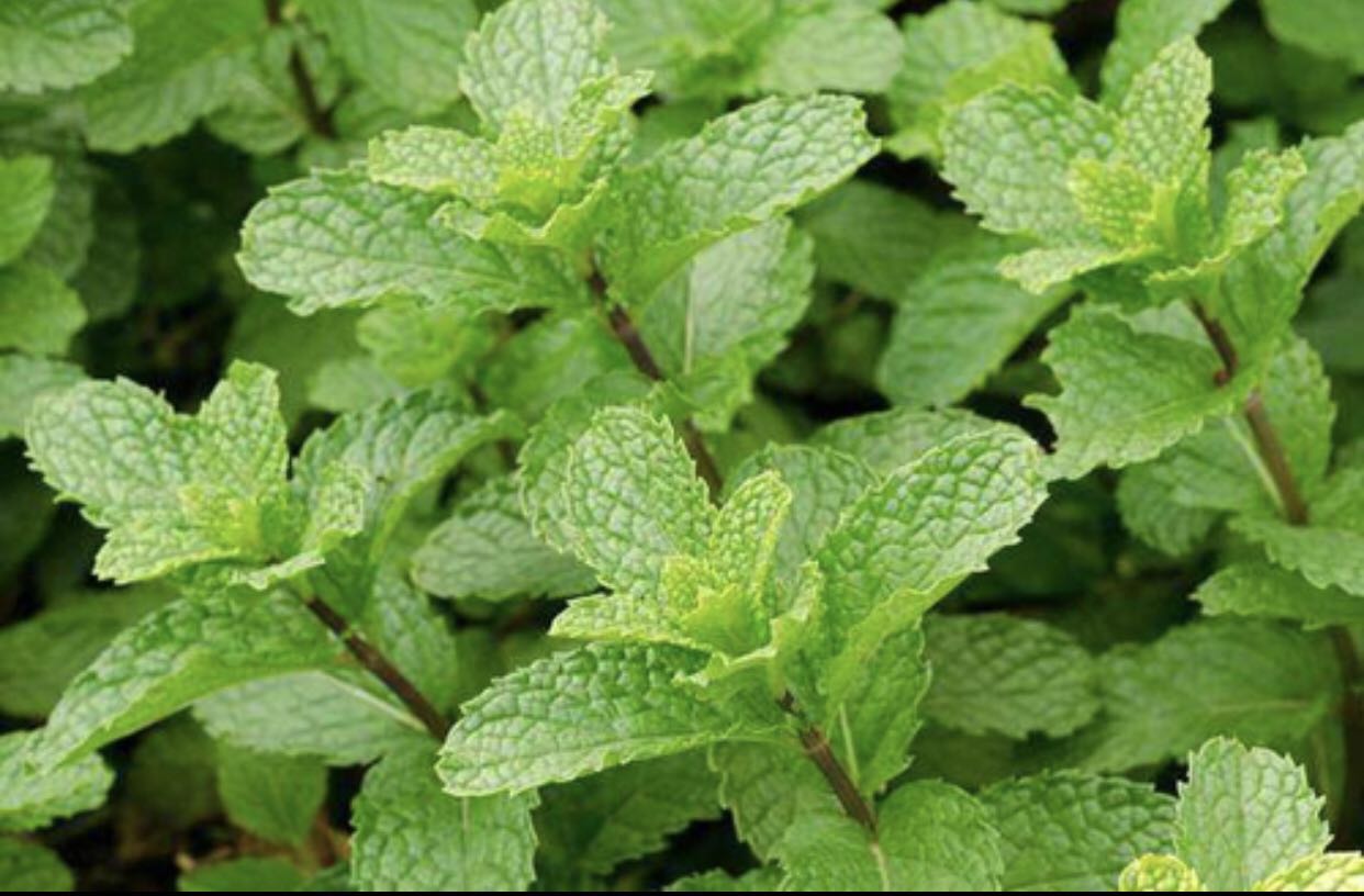 什么植物可以驱蚊最好,哪些植物驱蚊效果最好