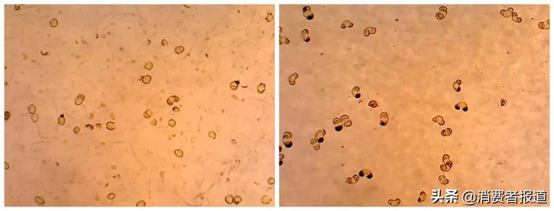 2023破壁机测评排行榜前十名,破壁机测评推荐家用第一名荣事达