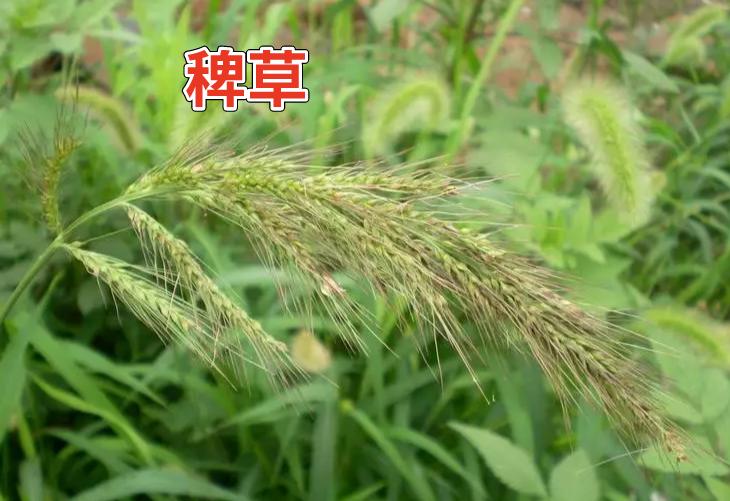 二甲戊灵除草剂的优点和缺点,怎样解除除草剂二甲戊灵的危害